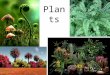 Plants. Plant Diversity About 280,000 species of plants have been identified By total mass, plants are the dominant organisms on Earth Common features