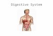 Digestive System. Digestive System Food must be broken down into nutrients in a form the body can use. The breaking down of food into simpler substances