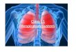 Class 11 Respiratory System. Respiratory System Functions Supplies cells with oxygen Rids the body of carbon dioxide Also brings scents to the nose Vibrates
