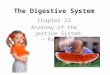 The Digestive System Chapter 23 Anatomy of the Digestive System – Part 4