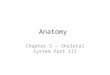 Anatomy Chapter 5 â€“ Skeletal System Part III. Appendicular Skeleton â€“ 126 bones of limbs, pectoral and pelvic girdles. Bones of shoulder (pectoral) girdle