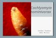 Cochlyomyia hominivorax Sandra Thorbus Abbi Miller