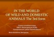 IN THE WORLD OF WILD AND DOMESTIC ANIMALS The 3rd form Учитель английского языка МБОУ «Новопокровская ООШ» Кожевниковского