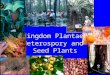 Kingdom Plantae: Heterospory and Seed Plants. Setting the stage for pollen/seeds Most of plants discussed so far do not have specialized gametophytes