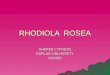 RHODIOLA ROSEA SHEREE CYPHERS KAPLAN UNIVERSITY HW499