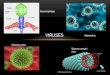 VIRUSES Tobacco mosaic virus Influenza virus Adenovirus Bacteriophage