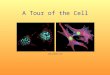A Tour of the Cell .  Cells were first discovered in 1665 by Robert Hooke  The accumulation of scientific evidence led to the ‘cell theory’