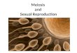 Meiosis and Sexual Reproduction. Homologous Chromosomes Chromosomes of each pair are similar in length and centromere position Both carry genes controlling