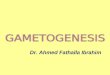 Dr. Ahmed Fathalla Ibrahim. MITOSIS DIFFERENCE BETWEEN MITOSIS & MEIOSIS