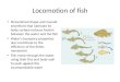 Locomotion of fish Streamlined shape and mucoid secretions that lubricate its body surface reduces friction between the water and the fish Water’s bouyancy