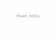 Plant Cells. The Body’s Organization Each level represents a different compartment Cells Tissues Tissue Systems Organs Organelles Organism