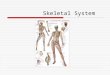 Skeletal System. Bones The skeleton has two major parts: 1.Axial skeleton are the bones of the head and trunk 2.Appendicular skeleton are the bones of