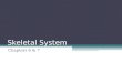 Skeletal System Chapters 6 & 7. Skeletal System = bones, joints, cartilages, ligaments