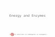 Energy and Enzymes identify reactions as endergonic or exergonic