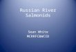 Russian River Salmonids Sean White MCRRFC&WCID. Salmonid 101 Taxonomy Life cycle Ecology Run timing Distribution Population status Recovery Efforts Questions
