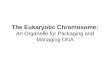 The Eukaryotic Chromosome: An Organelle for Packaging and Managing DNA