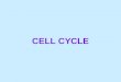 CELL CYCLE. Mitosis The functions of cell division: Reproduction