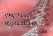 DNA and Replication. Chargaff’s Rule Adenine ThymineAdenine must pair with Thymine GuanineCytosineGuanine must pair with Cytosine The bases form weak