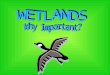 “Wetlands” describes a variety of areas where plants and animals especially suited to wet environments can be found. Wetlands are among the richest