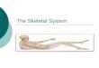The Skeletal System. Types of skeletons  Exoskeleton: outside the body Arthropods (lobster)  Endoskeleton: Inside the body Vertebrates such as humans