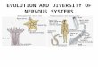 EVOLUTION AND DIVERSITY OF NERVOUS SYSTEMS Development of nerve nets  Cephalization and nerve cords