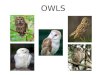OWLS. Barred Owl Anatomy Habitat Food Sights & Sounds (Strix varia)