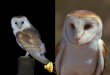 Barn Owl Tyto alba Barn Owls specialize in hunting small ground mammals, and the vast majority of their food consists of small rodents. Voles (field mice)