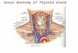 Gross Anatomy of Thyroid Gland. Thyroid Gland Two lateral lobes connected by median mass called isthmus Composed of follicles that produce glycoprotein