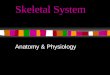 Skeletal System Anatomy & Physiology. The Skeletal System Your skeleton comprises ~ 20% of your total body mass There are 206 bones in your body, separated
