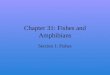 Chapter 31: Fishes and Amphibians Section 1: Fishes