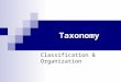 Taxonomy Classification & Organization. Section One Organization