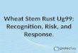 Wheat Stem Rust Ug99: Recognition, Risk, and Response