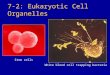 7-2: Eukaryotic Cell Organelles Stem cells White blood cell trapping bacteria
