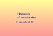 Tissues of vertabrates Premedical 22. Tissues = cells of same shape and the same function extracellular matrix 1. Epithelia – ectoderm, mesoderm, endoderm