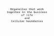 Organelles that work together in the business of life and Cellular boundaries