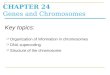 CHAPTER 24 Genes and Chromosomes  Organization of information in chromosomes  DNA supercoiling  Structure of the chromosome Key topics: