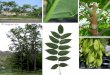 Ailanthus altissima Family: Simaroubaceae (sim-a-roo-bA-C-A) Native to: China Common Name