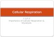 7.1/7.2 Importance of Cellular Respiration & Glycolysis Cellular Respiration