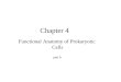 Chapter 4 Functional Anatomy of Prokaryotic Cells part A