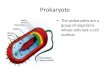 Prokaryote The prokaryotes are a group of organisms whose cells lack a cell nucleus