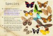 Species A biological species is: a grouping of organisms that can interbreed and are reproductively isolated from other such groups. Species are recognized
