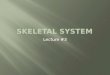 Lecture #3. ï‚¨ Axial skeleton â€“ skull, vertebral column, ribs, sternum ï‚¨ Appendicular skeleton â€“ pectoral girdle, pelvic girdle, limbs