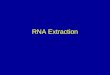 RNA Extraction. Ribonucleic acid Inactivating Cellular RNase Cellular RNases should be inactivated as quickly as possible at the very first stage in
