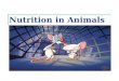 Nutrition in Animals. Learning Objectives for Nutrition in Animals Basic Biological Molecules Chemical Digestion The Human Alimentary Canal Absorption