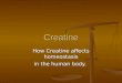 Creatine How Creatine affects homeostasis in the human body