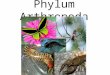 Phylum Arthropoda. General Characteristics Arthropod = _______________ Largest group of animals – 80% of described species – 30-50 million species Most