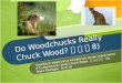 Do Woodchucks Really Chuck Wood? 8) How Much wood can a woodchuck chuck chuck wood If A woodchuck Could Chuck Wood By, Blake Roettgen 8) 8) 8)
