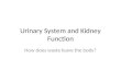 Urinary System and Kidney Function How does waste leave the body?
