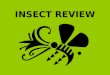 INSECT REVIEW. Animals with no internal support structures. INVERTEBRATE