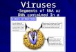 Viruses -Segments of RNA or DNA contained In a protein coat
